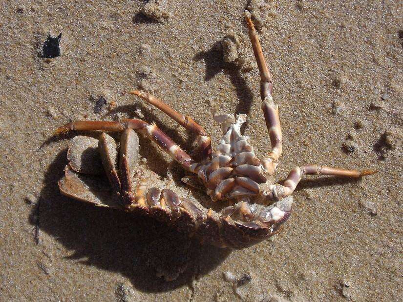 Image of Scalloped Spiny Lobster