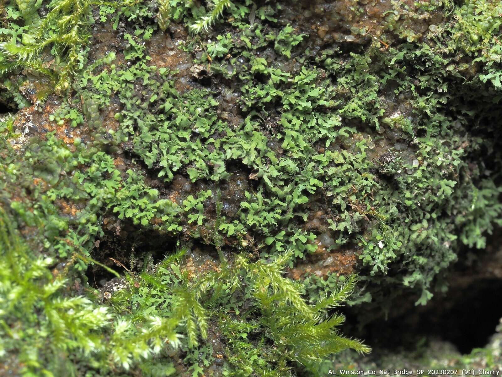 Image of agonimia lichen