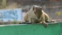 Image of Indian palm squirrel