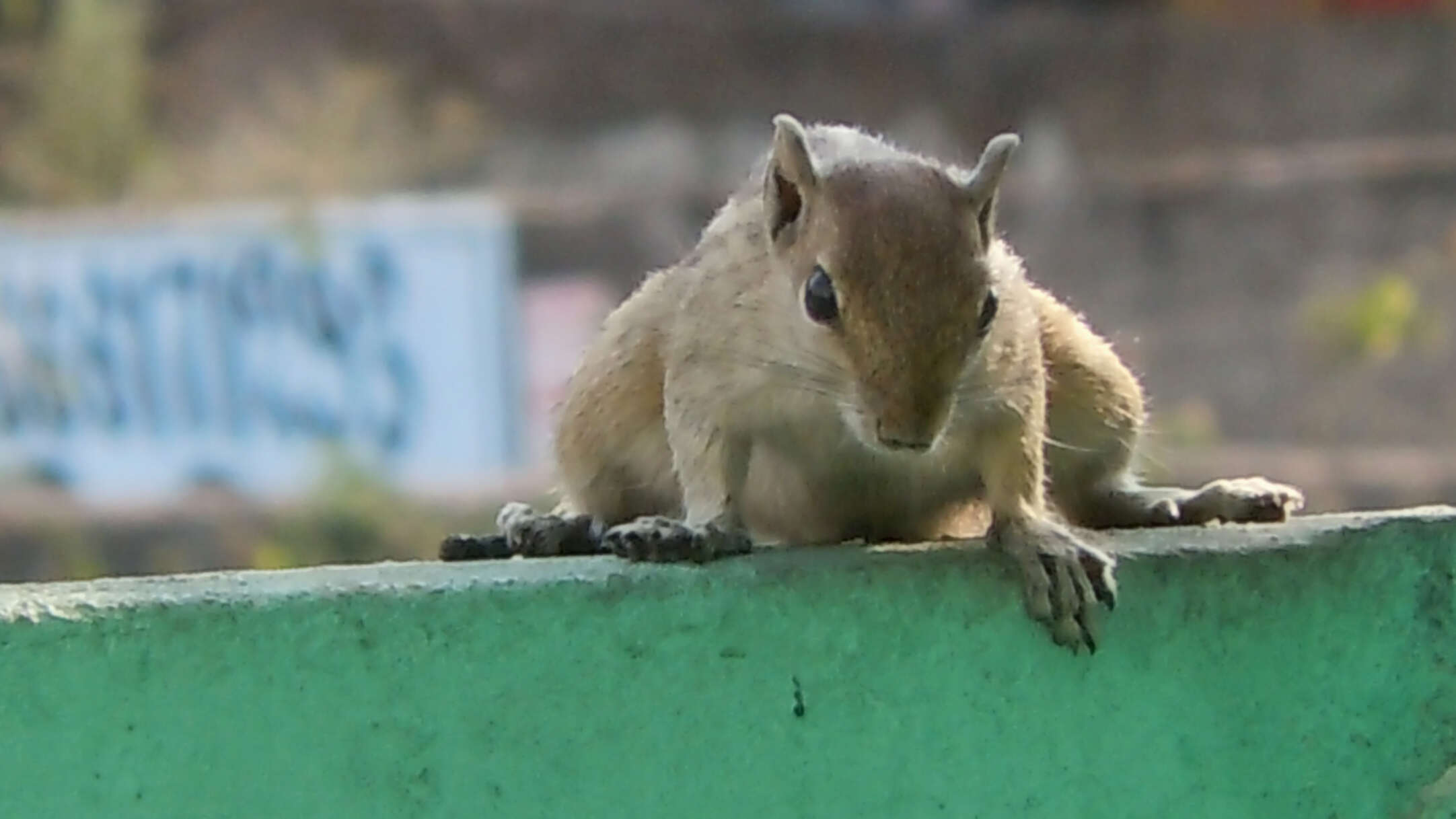 Image of Indian palm squirrel