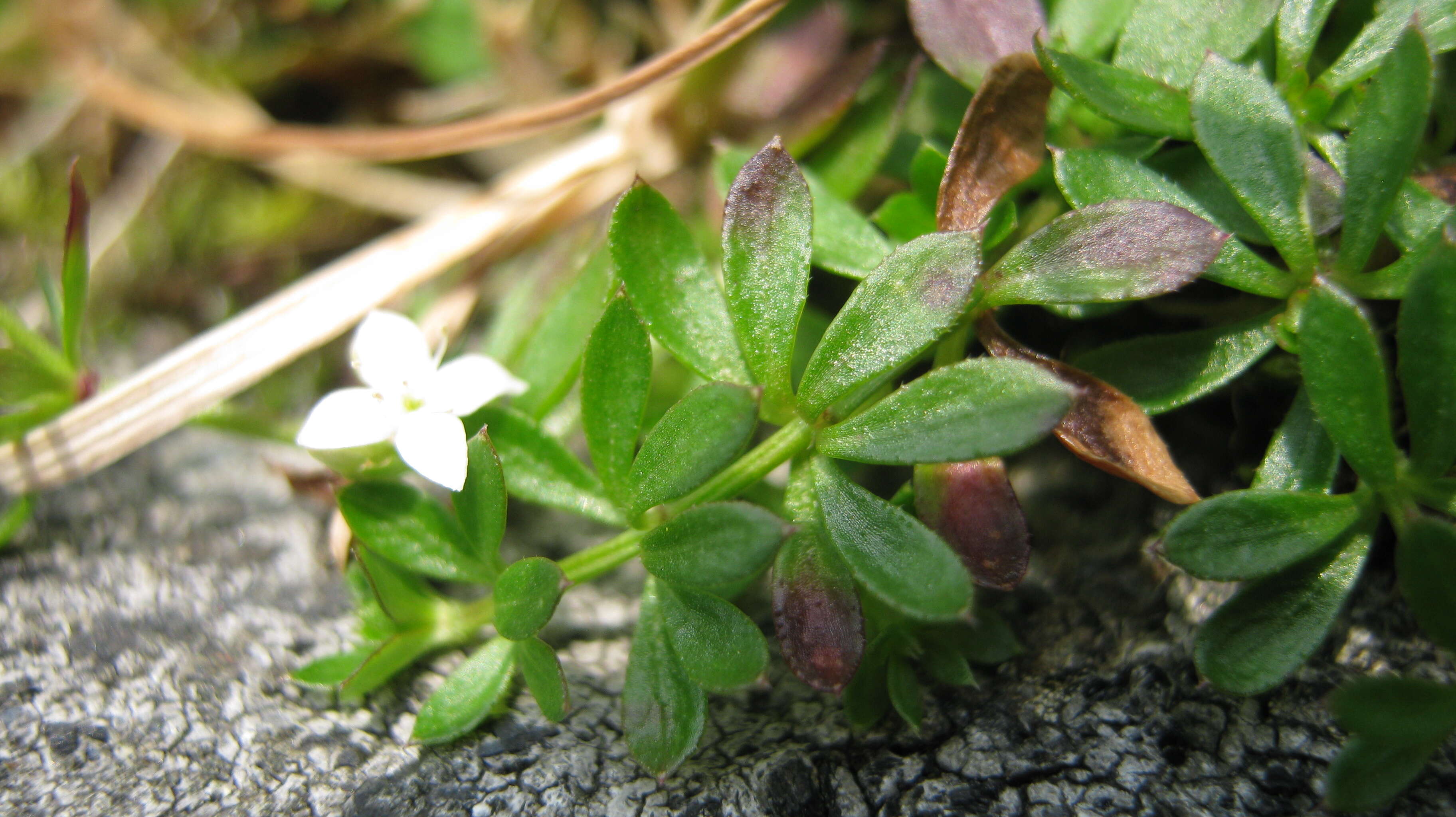 Imagem de Galium saxatile L.