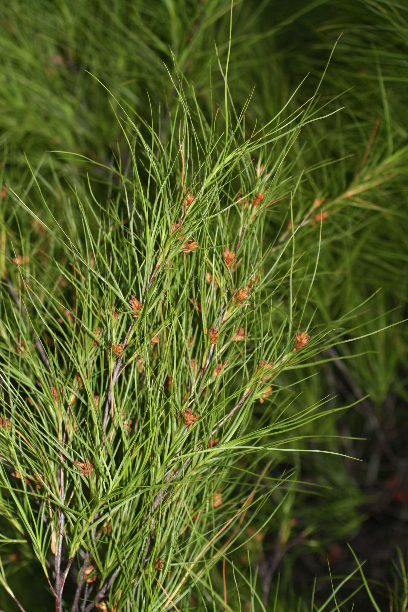 Image of Dracophyllum filifolium Hook. fil.