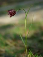 Fritillaria meleagroides Patrin ex Schult. & Schult. fil. resmi