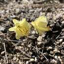 صورة Narcissus hedraeanthus (Webb & Heldr.) Colmeiro