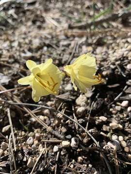 Image de Narcissus hedraeanthus (Webb & Heldr.) Colmeiro