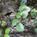 Слика од <i>Scutellaria austrotaiwanensis</i>