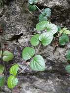 Sivun <i>Scutellaria austrotaiwanensis</i> kuva