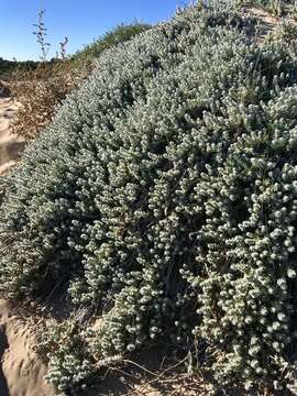 Imagem de Achillea maritima subsp. maritima