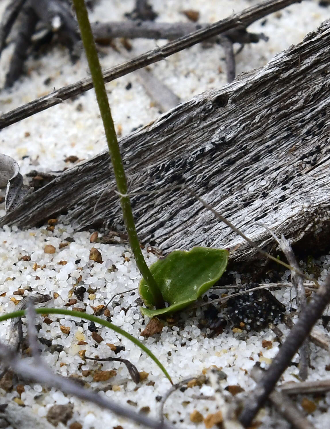 Image of Slender bunny orchid