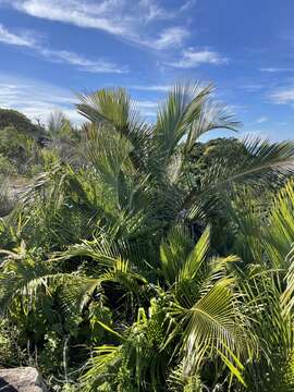 Image of Jubaeopsis caffra Becc.