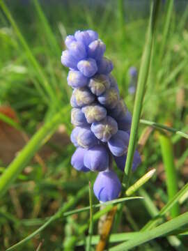 Image of Armenian grape hyacinth