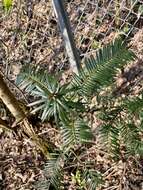 Plancia ëd Cephalotaxus harringtonii var. nana (Nakai) Rehd.