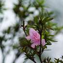 Image of Rhododendron kanehirae Wils.