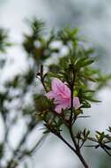 Image of Rhododendron kanehirae Wils.