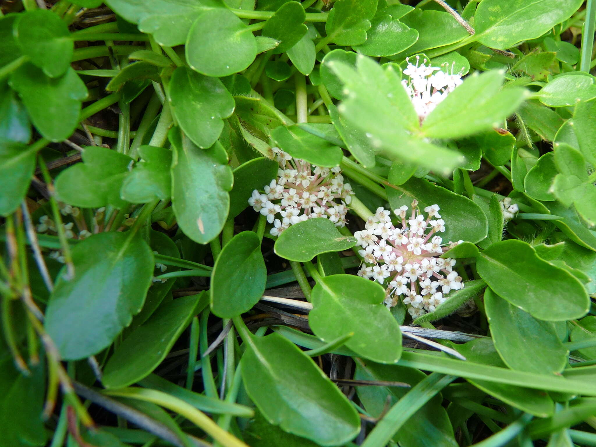 Trachymene humilis (Domin) Benth. resmi