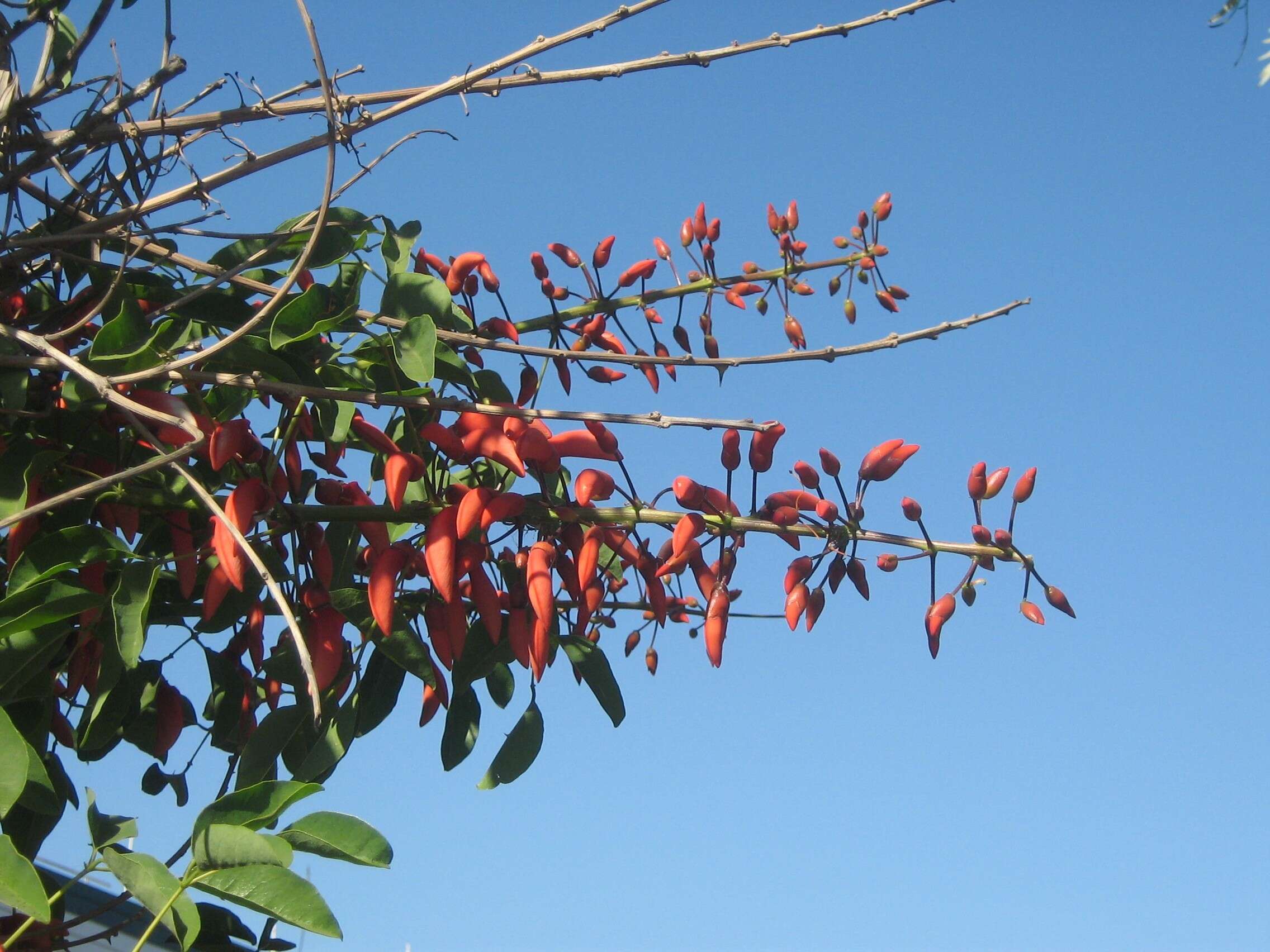 Erythrina falcata Benth. resmi