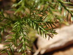 Imagem de Dendrolycopodium hickeyi (W. H. Wagner, Beitel & R. C. Moran) A. Haines