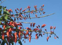 Erythrina falcata Benth. resmi