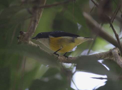 Image of Legge's Flowerpecker