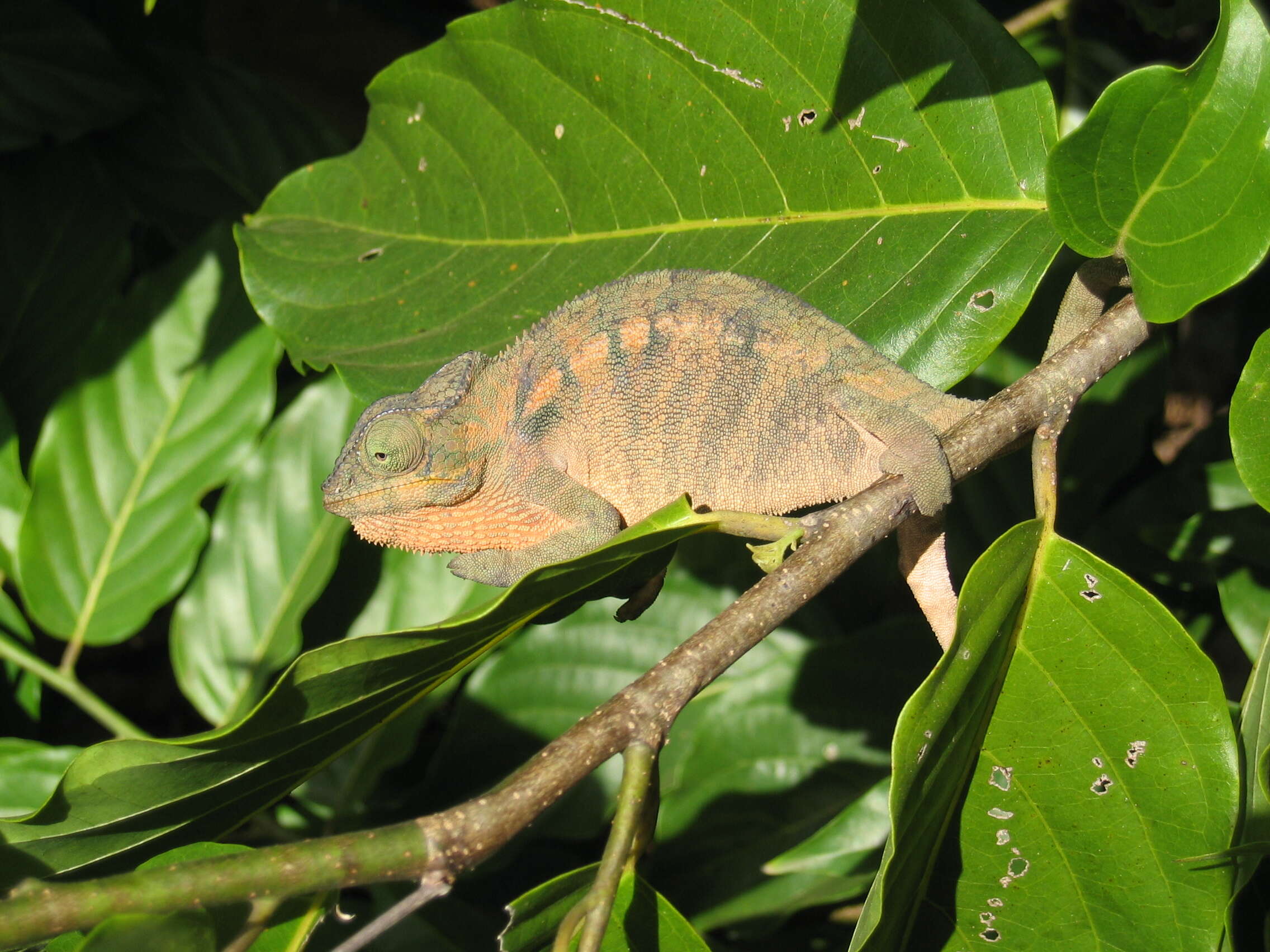 Image of Malagasy Giant Chameleon