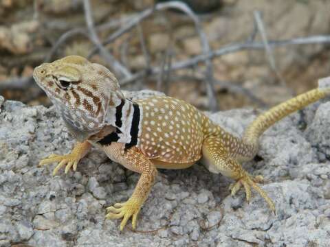 Image of Sonoran Collared Lizard