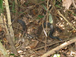 Image of Malagasy hognose snake