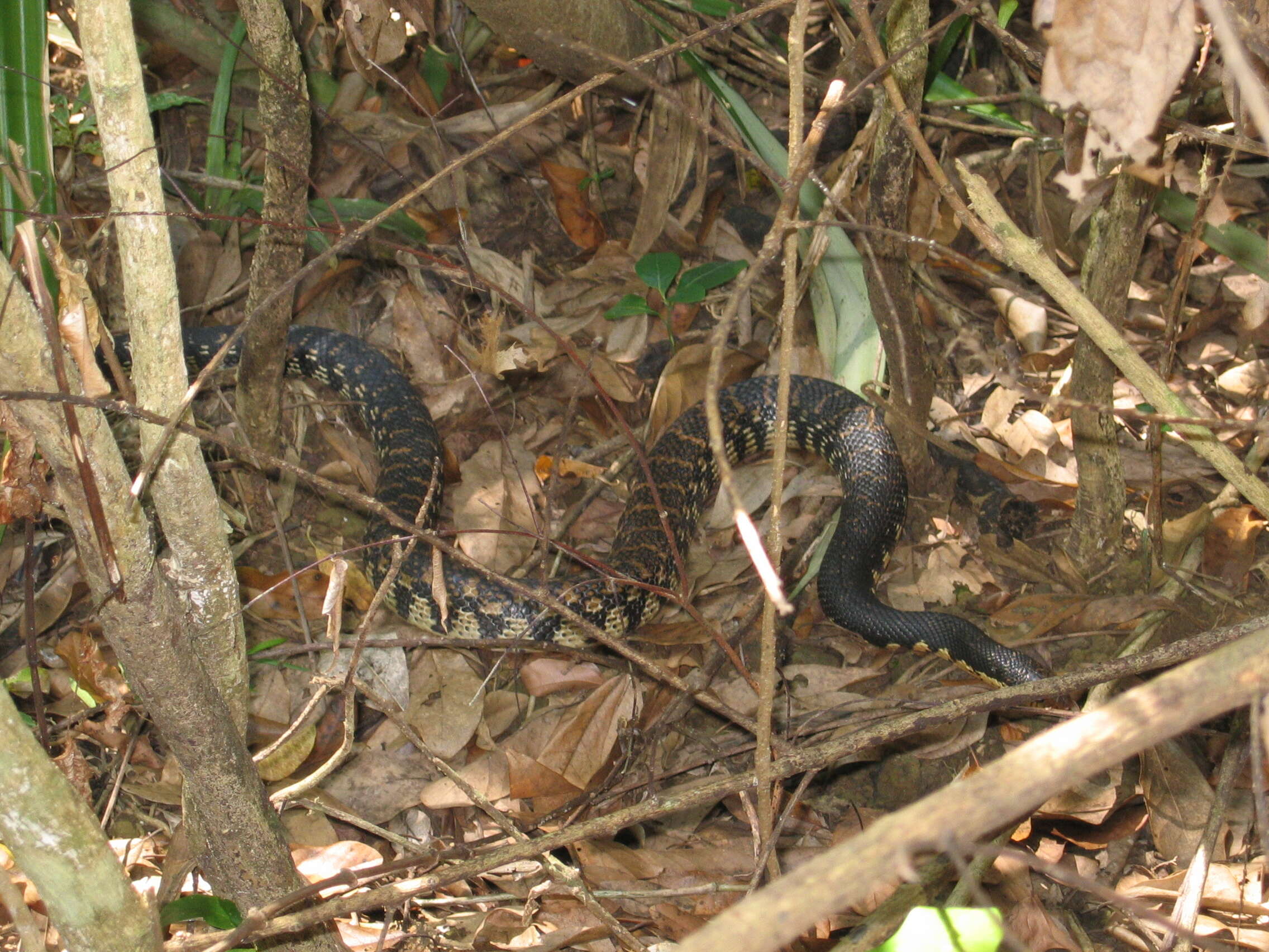 Image of Malagasy hognose snake