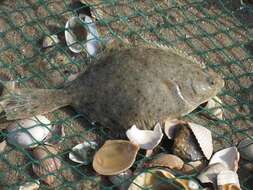 Image of Starry flounders