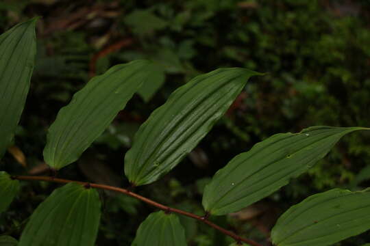 Слика од Maianthemum oleraceum (Baker) La Frankie