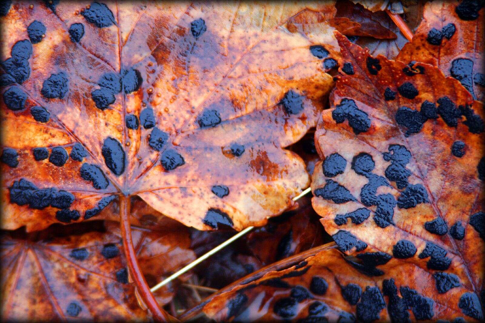 Image of European tar spot