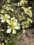 Image of Stansbury cliffrose