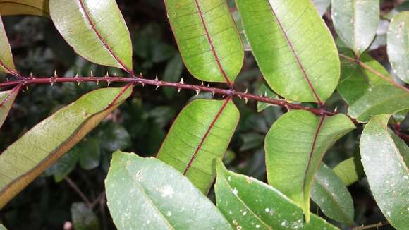 Image of Zanthoxylum thouvenotii H. Perrier