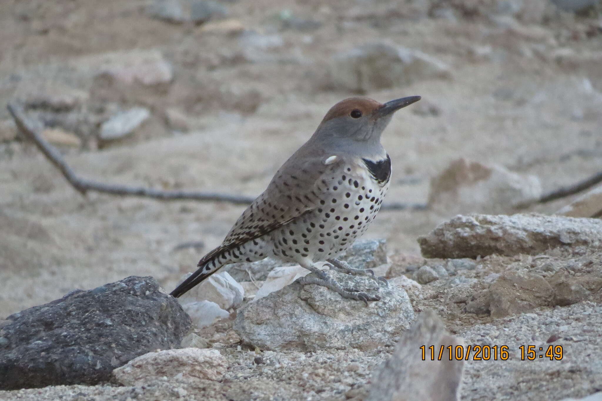 Image of Gilded Flicker