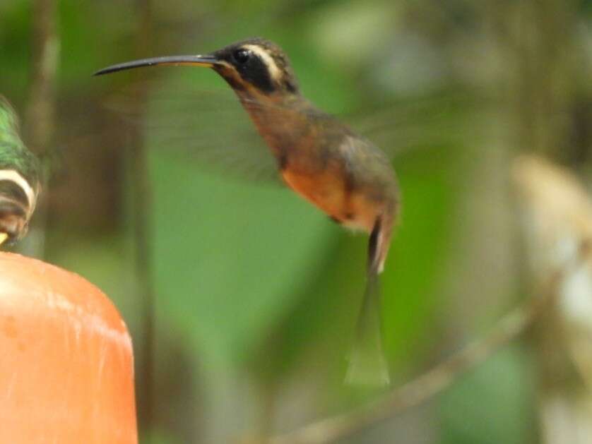 Phaethornis atrimentalis Lawrence 1858 resmi