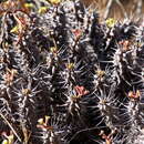 Image of Euphorbia fianarantsoae Ursch & Leandri