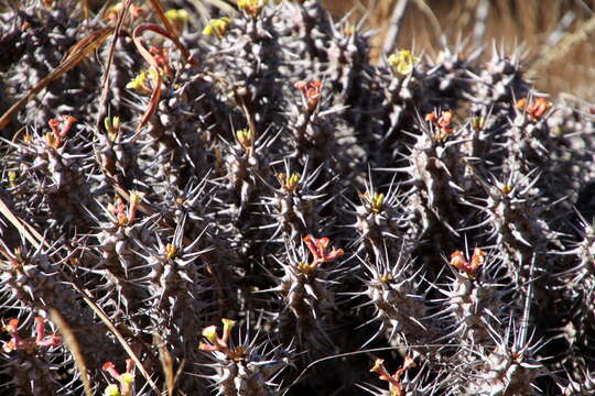 Image of Euphorbia fianarantsoae Ursch & Leandri