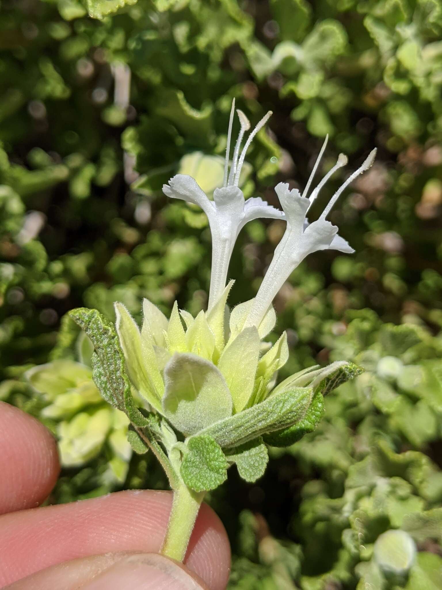 Image of Mojave sage