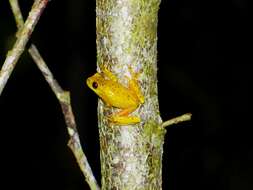 صورة Dendropsophus reticulatus (Jiménez de la Espada 1870)