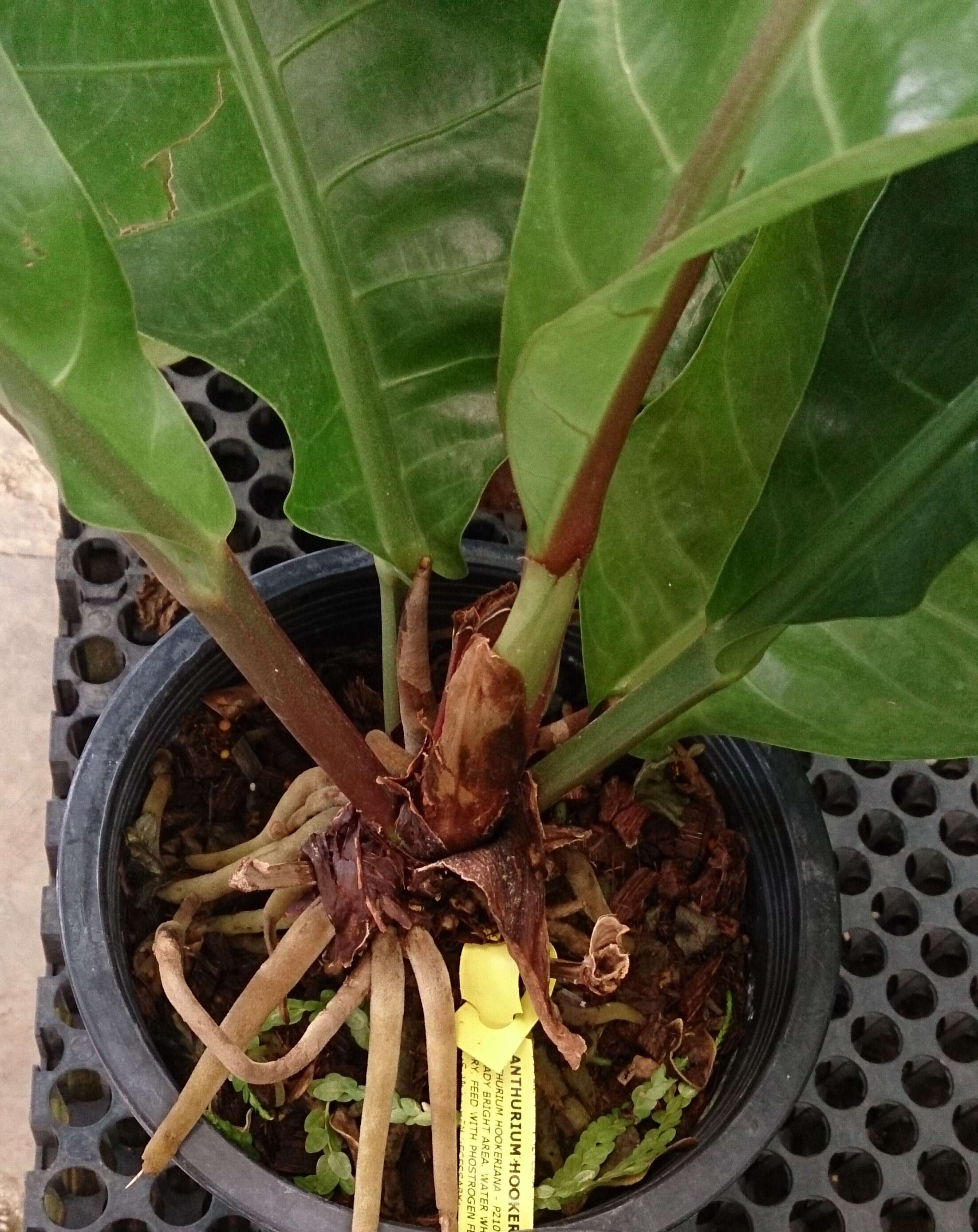 Image of Anthurium hookeri Kunth