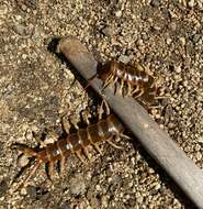 Image de Scolopendra gigantea Linnaeus 1758