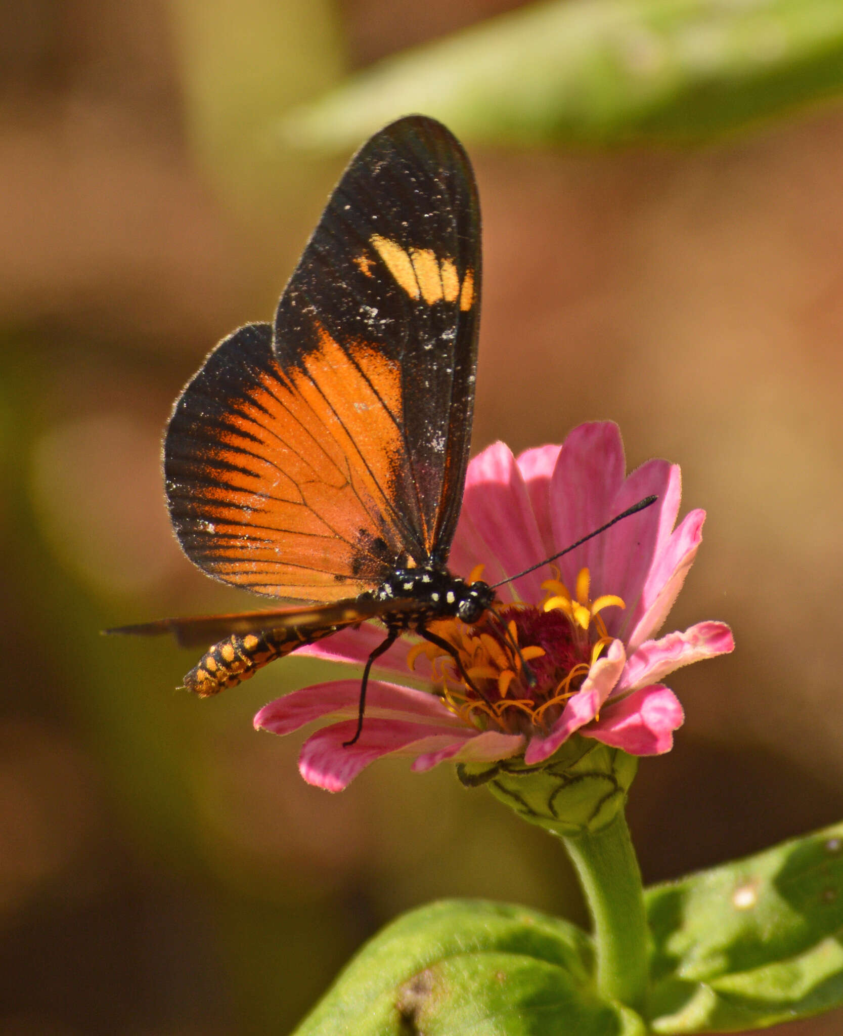 Image de Acraea esebria Hewitson 1861