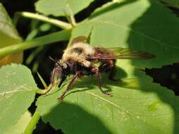 Image of Laphria thoracica Fabricius 1805