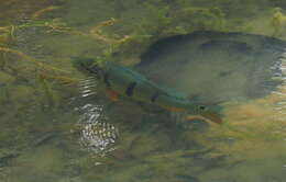 Image of Speckled peacock bass