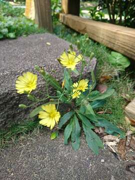 Image of Ixeris chinensis (Thunb.) Kitag.