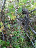 Image of Purple Rattlesnake-Root