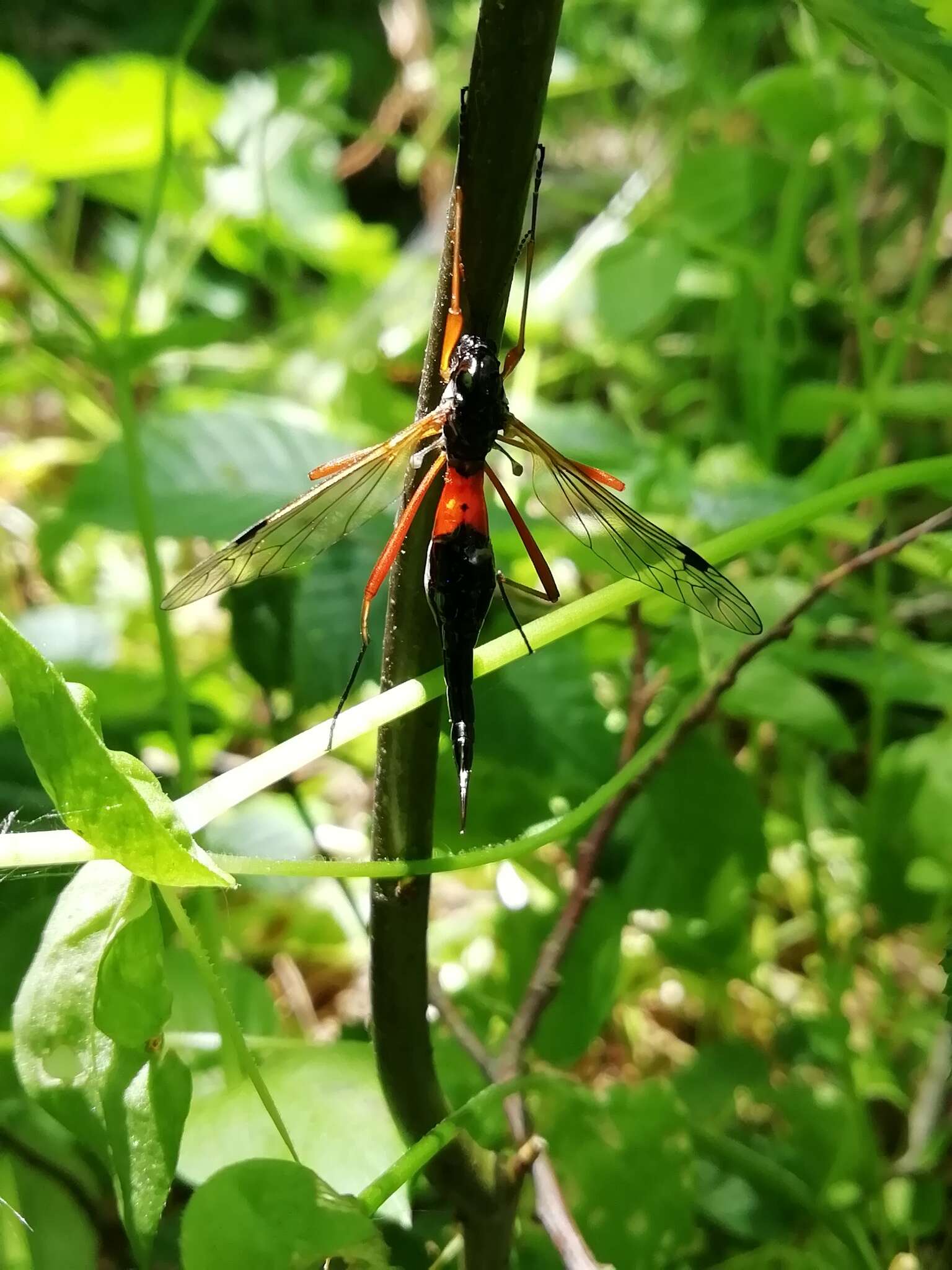 Image of Tanyptera