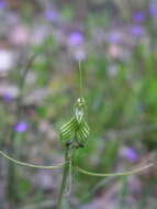 Pterostylis longicornis的圖片