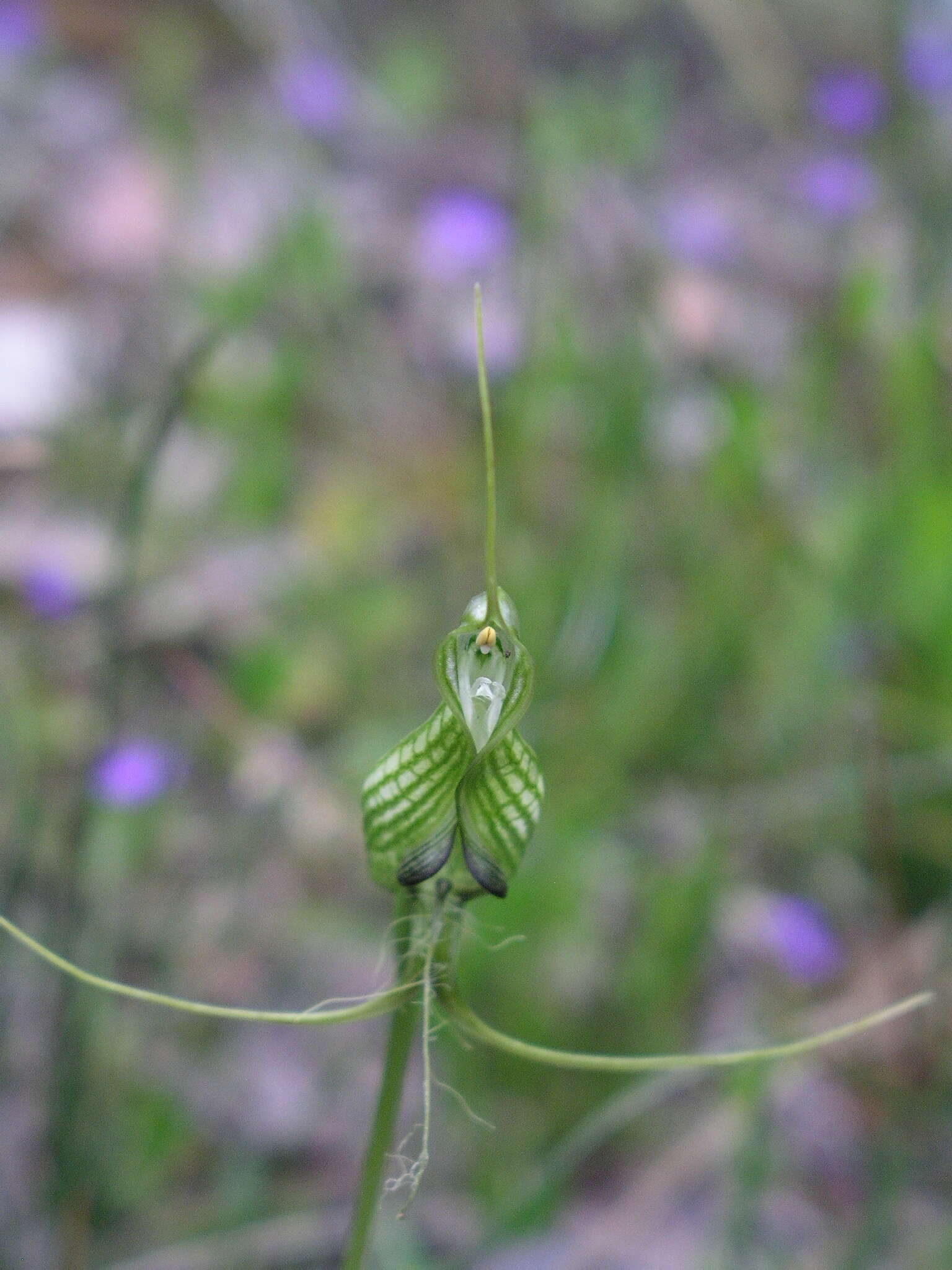 Pterostylis longicornis的圖片