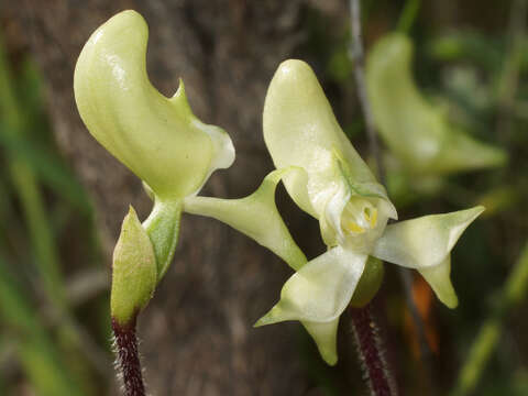 Image of Disperis bolusiana subsp. macrocorys (Rolfe) J. C. Manning