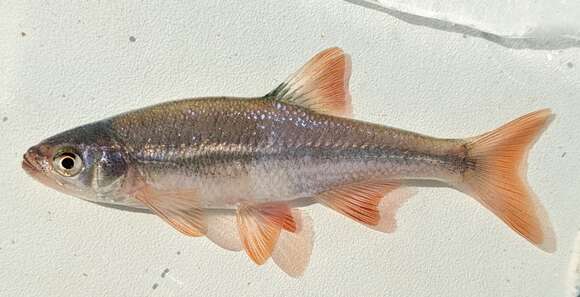 Image of Redfin Shiner